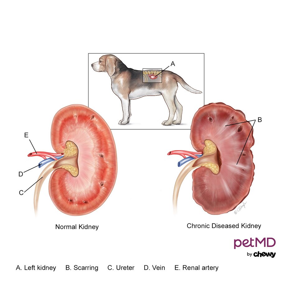 What Are The Final Stages Of Kidney Failure In Dogs